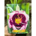 hemerocallis macbeth